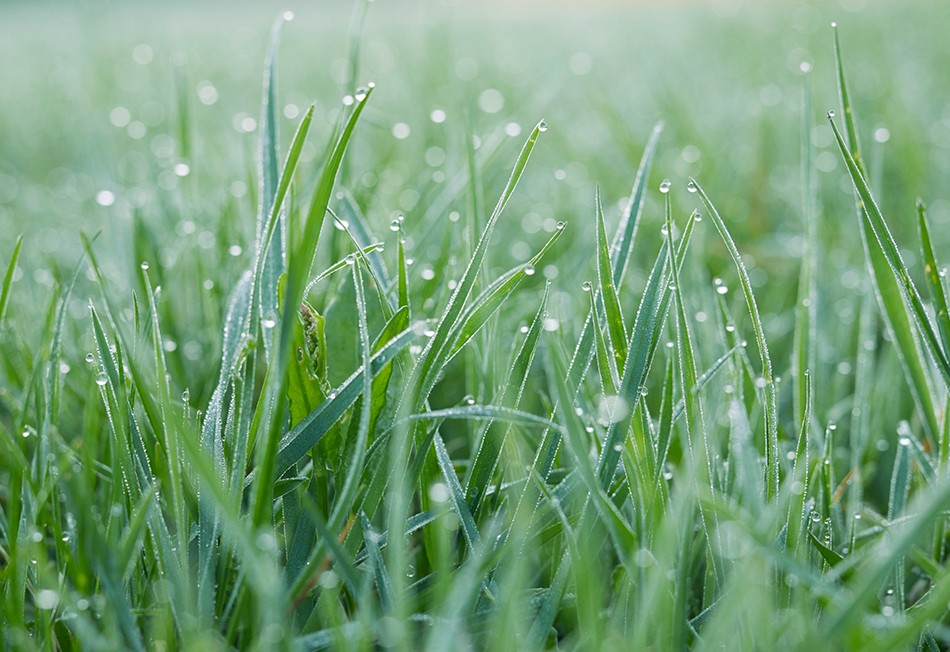 Grass_950x625