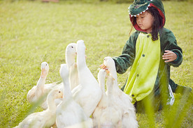 A young child feeding geese and exploring nature