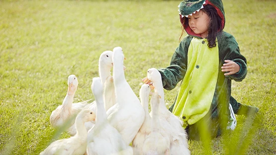 A young child feeding geese and exploring nature