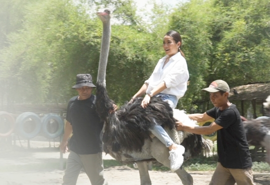 Riding ostrich with zoo keeper's guide and assistance